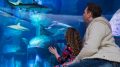 Shark Week at Sea Life London Aquarium, an official K-Rated attraction KidRated reviews
