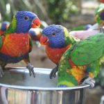 Wild Asian Lorikeets Chessington world of adventures KidRated reviews kids family offers london