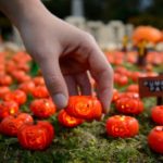 world's smallest pumpkins at legoland miniland lego