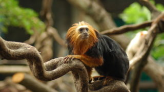 a monkey at London Zoo a kidrated london attraction for families