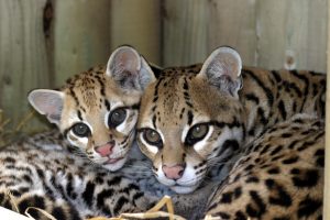 Marwell zoo Kidrated Top 15 Family Days Out For Animal Lovers