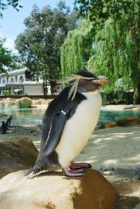 London Zoo KidRated review penguin
