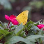 Sensational Butterflies 2016 London Natural History Museum KidRated