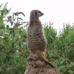 Twycross Zoo, Leiceistershire, zoo, animals, days out with kids, reviews by kids for you, kidrated, family, meerkat