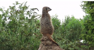 Twycross Zoo, Leiceistershire, zoo, animals, days out with kids, reviews by kids for you, kidrated, family, meerkat Kidrated 100 quirky things to do in london battersea 