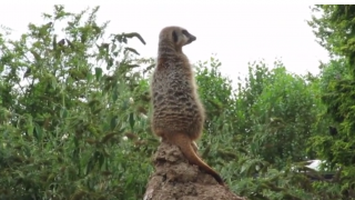 Twycross Zoo, Leiceistershire, zoo, animals, days out with kids, reviews by kids for you, kidrated, family, meerkat