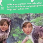 Twycross Zoo, Leiceistershire, zoo, animals, days out with kids, reviews by kids for you, kidrated, family