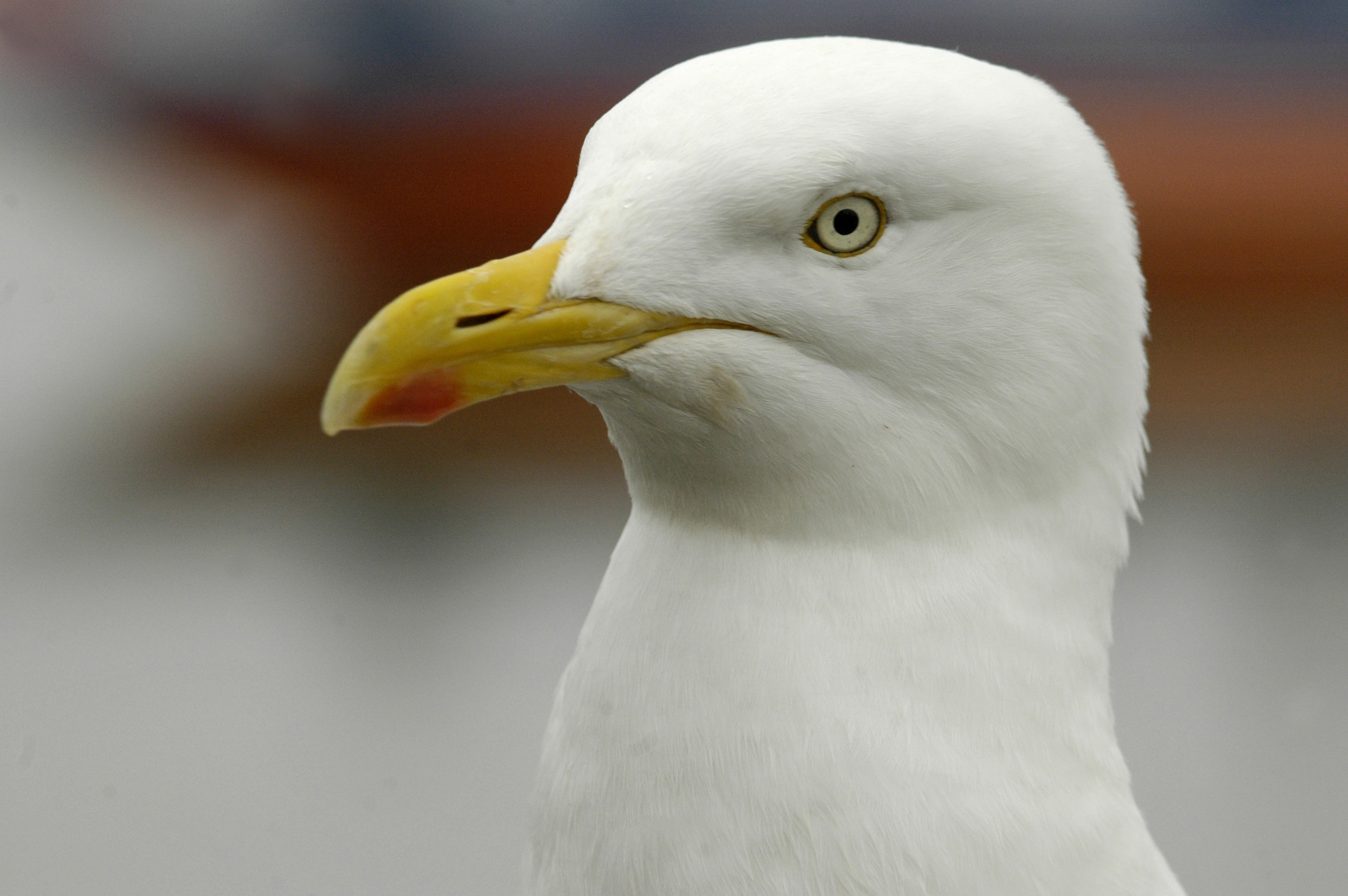 KidRated News pigeons attack seagul in Hyde Park