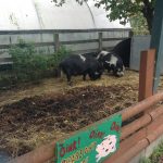 Spitalfields City Farm, KidRated, reviews by kids, London