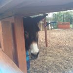 Spitalfields City Farm, KidRated, reviews by kids, London