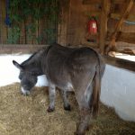 London Hackney City Farm KidRated reviews and family offers