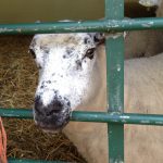 London Hackney City Farm KidRated reviews and family offers