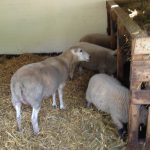 London Hackney City Farm KidRated reviews and family offers