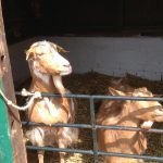 London Hackney City Farm KidRated reviews and family offers