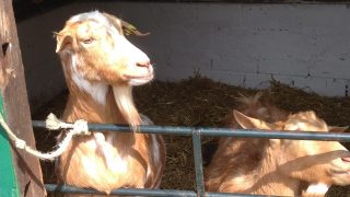 London Hackney City Farm KidRated reviews and family offers