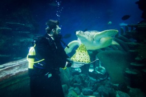 Giant Green Sea Turtle Boris eyes a tiered platter of his favourite sprouts, delivered by a 'waiter', at the SEA LIFE London Aquarium