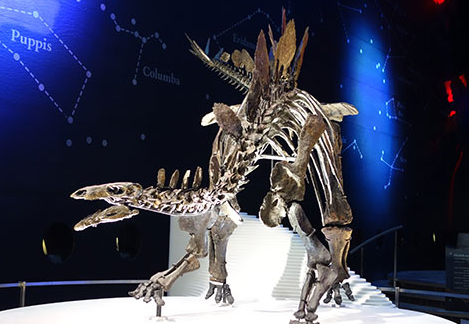 Sophie the Stegosaurus at the Natural History Museum