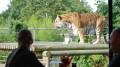 Paradise Wildlife Park: Breakfast with the Big Cats 2 for 1 deal