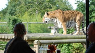 Paradise Wildlife Park: Breakfast with the Big Cats 2 for 1 deal