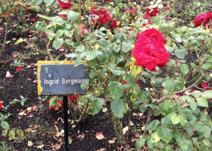 Regent's Park Roses Weekend Picks Ingrid Bergman Top 10 Things To Do In Regents Park Kidrated