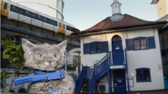 Whittington the Kitten News Battersea Dogs Home