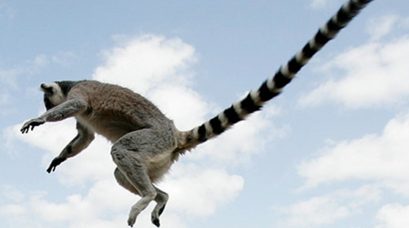 In with the Lemurs at ZSL London Zoo