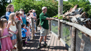 zookeeper feeds giraffes at London Zoo as kids watch