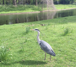 Regent's Park Heron Top 10 Things To Do In Regents Park Kidrated