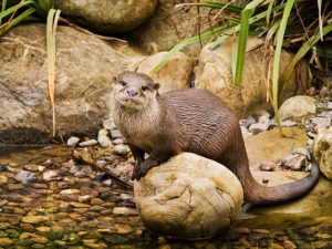 WWT London Wetland Centre Kidrated Top 15 Family Days Out For Animal Lovers