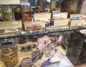 Grant Museum of Zoology Quirky Kidrated 100 quirky things to do in london 