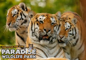 Paradise wildlife park Kidrated Top 15 Family Days Out For Animal Lovers