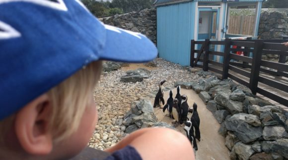 boy seeing penguins at banham zoo any way to stay kidrated norfolk uk