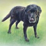 Fenella Willis Portrait of Black Lab