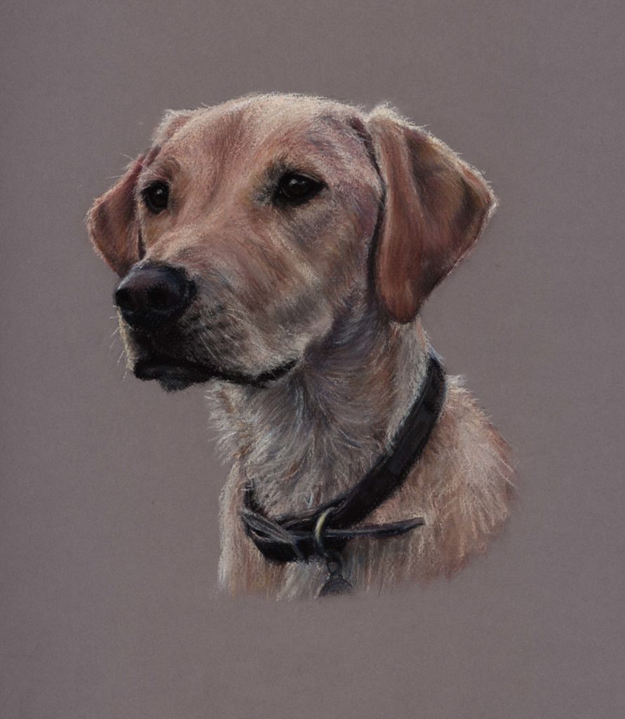 Fenella Willis Portrait golden retriever