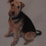 Fenella Willis Portrait of dog Remy