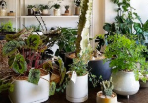 a selection of indoor plants for a bedroom