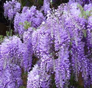 Purple Wisteria Plant located in Camden