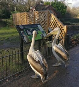 Discover unusual, unique and unexpected things to do in London with kids and teenagers on your family trip with KidRated.