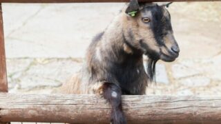 Spitalfields Farm is great for kids