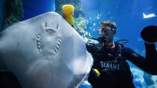 Sea Life London Aquarium