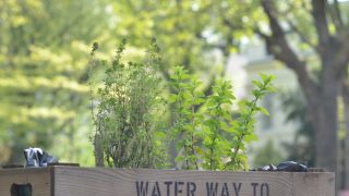 Canalway Cavalcade KidRated reviews
