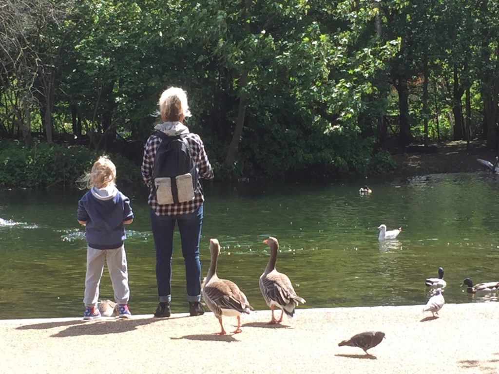 Hyde Park river ducks KidRated
