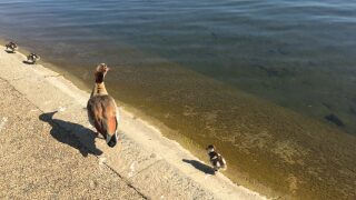 Hyde Park London KidRated reviews and family offers