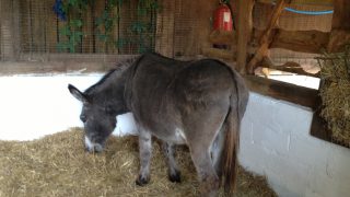 London Hackney City Farm KidRated reviews and family offers
