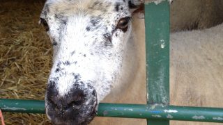 London Hackney City Farm KidRated reviews and family offers