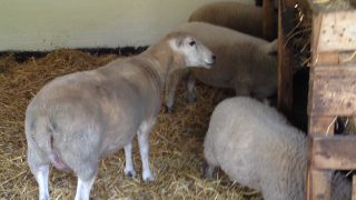 London Hackney City Farm KidRated reviews and family offers