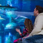 SHARKS AT THE SEA LIFE LONDON AQUARIUM