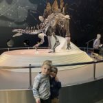 natural history museum dinsaur skeletons