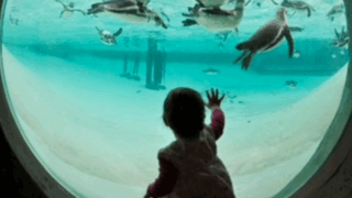 children k-rate London sealife aquarium