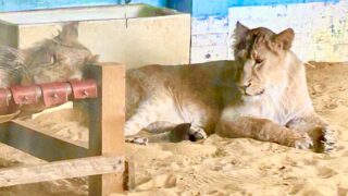 Lions at London Zoo